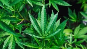 A close-up of a broad green hemp leaf among dense foliage
