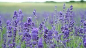 A field of lavender in bloom under soft daylight