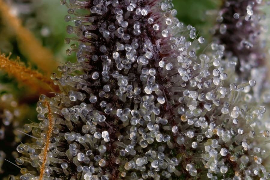 Extreme close-up of resin glands on a hemp flower