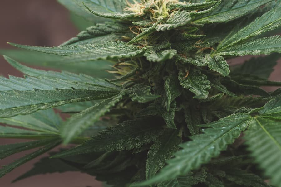 A hemp plant with frosted leaves and flower