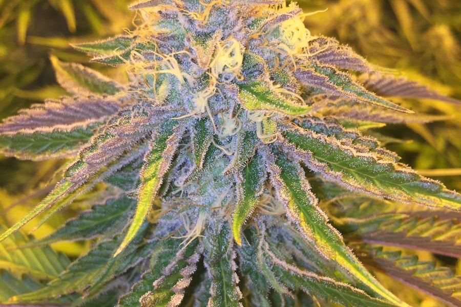 A purple-tinged hemp flower growing in a field
