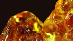 Chunks of amber resin catching the light against black