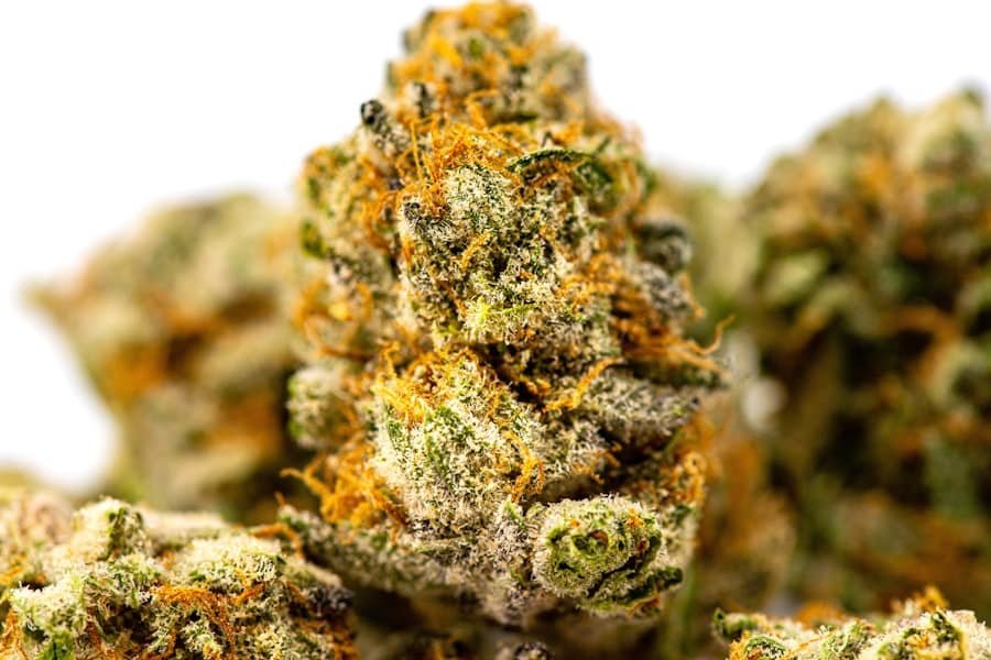 Hemp flowers with orange pistils against a white background