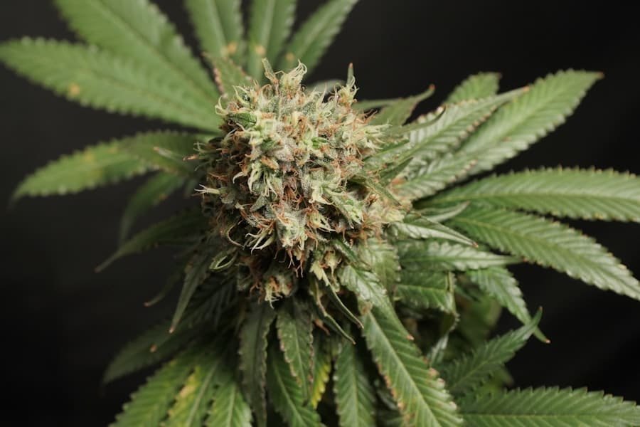 A hemp flower and surrounding leaves against a dark background