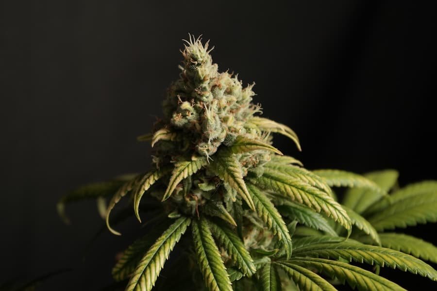 A frosted hemp bud photographed against a dark background