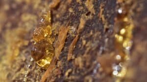 Golden amber resin beading on tree bark in close-up