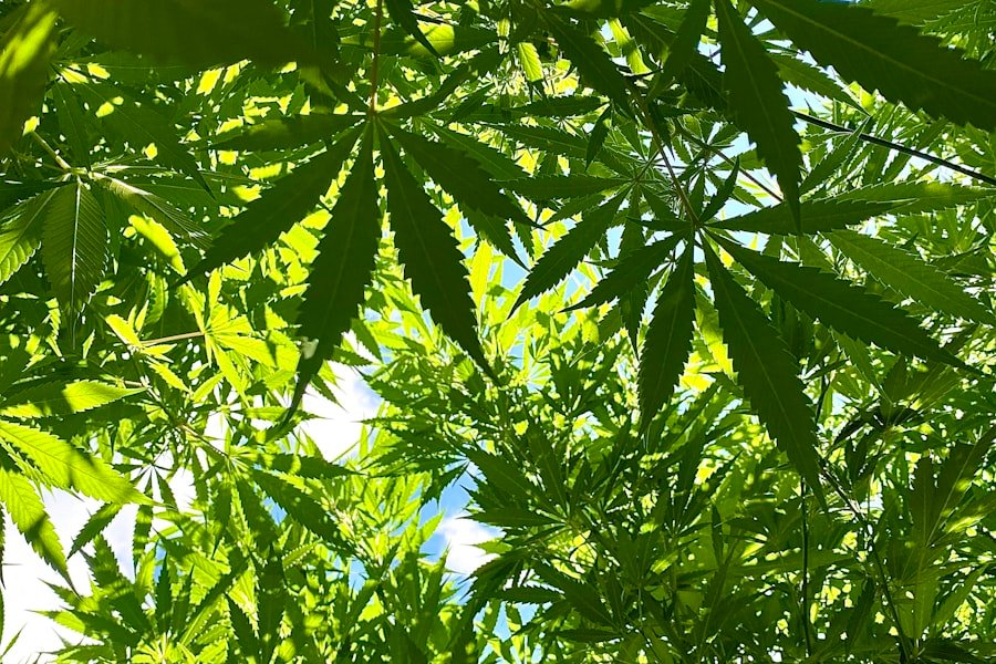 Hemp leaves photographed from below against a bright sky
