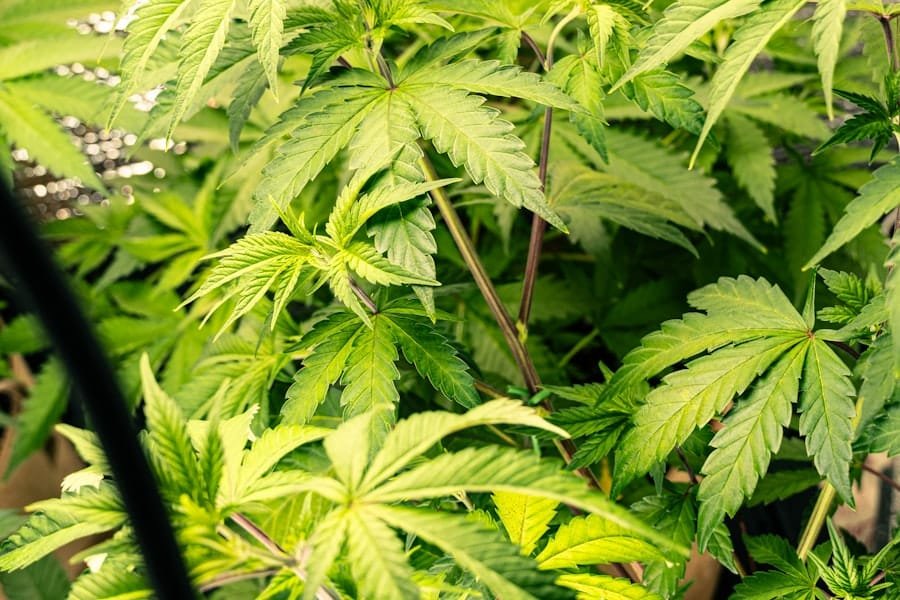 Hemp plants growing indoors under artificial light