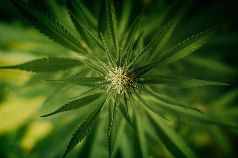 A hemp plant photographed from directly above