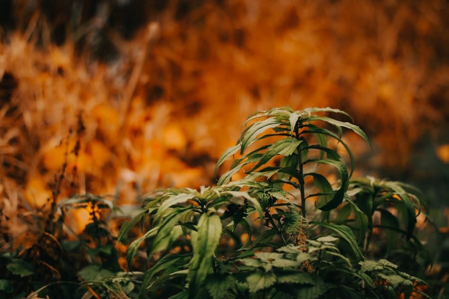 Green plants set against a warm blurred background