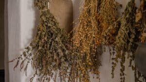 Bunches of dried aromatic herbs hanging against a pale wall