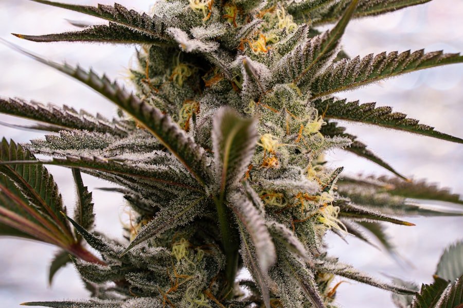 A dense hemp flower covered in frosted resin