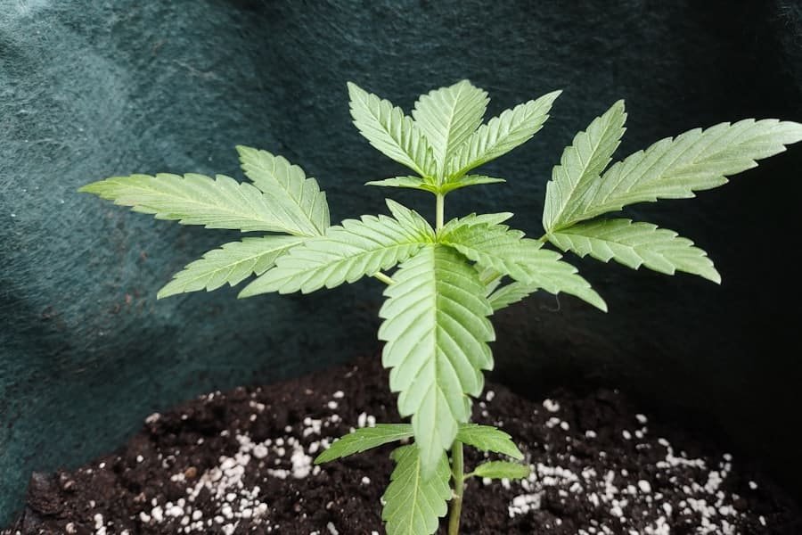 A young hemp plant growing in dark soil