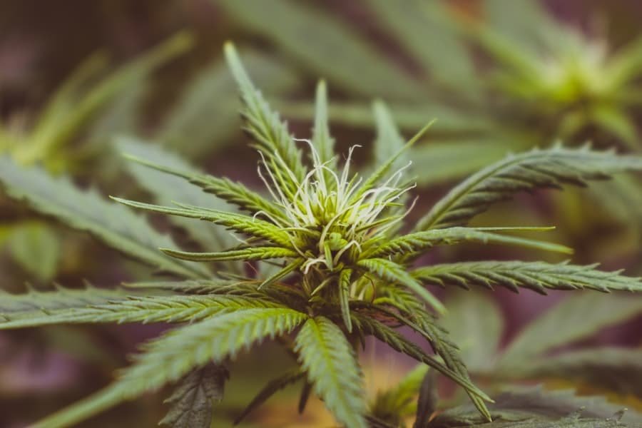 A hemp flower opening among green serrated leaves