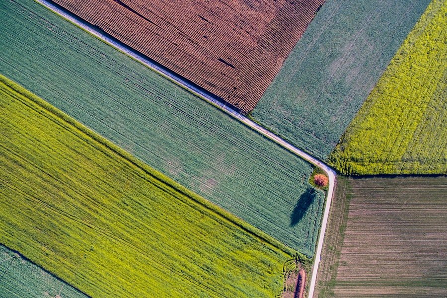 An aerial view of differently planted fields divided by a single road