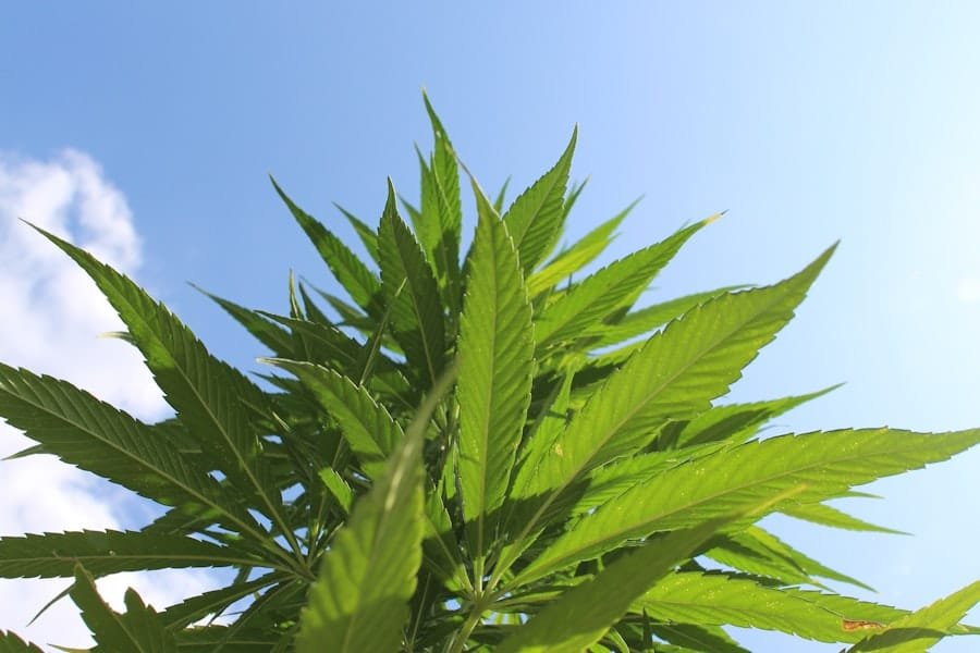 A hemp plant photographed from below against a clear blue sky