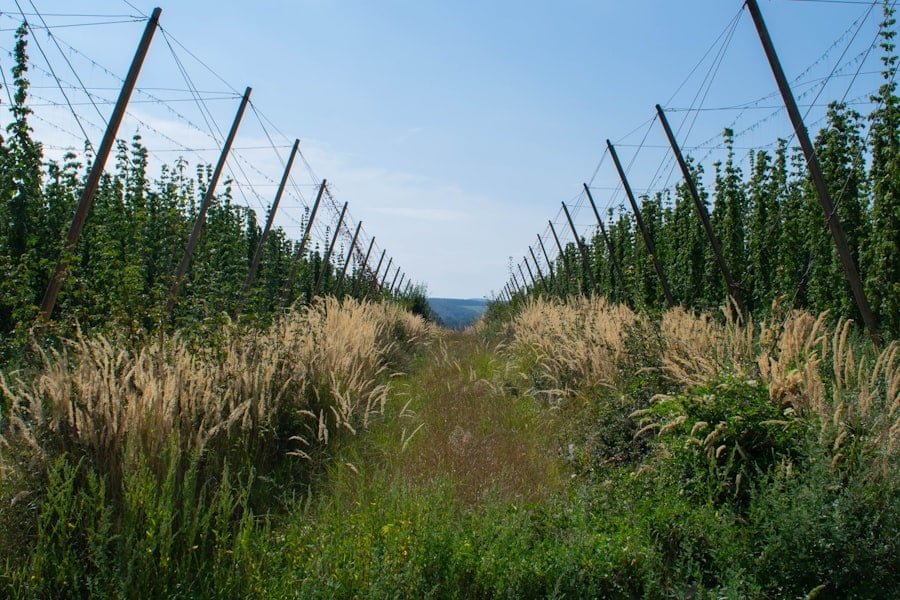 Tall crop rows growing on trellises in an open field