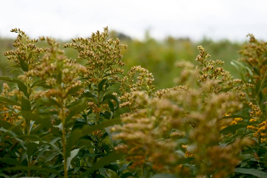 Flowering plants growing in an open agricultural field