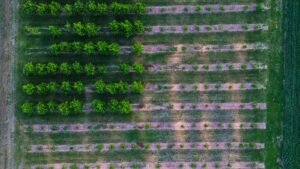 An aerial view of planted crop rows on a working farm