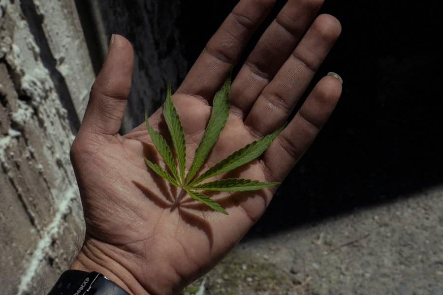 An open hand holding a single green hemp leaf