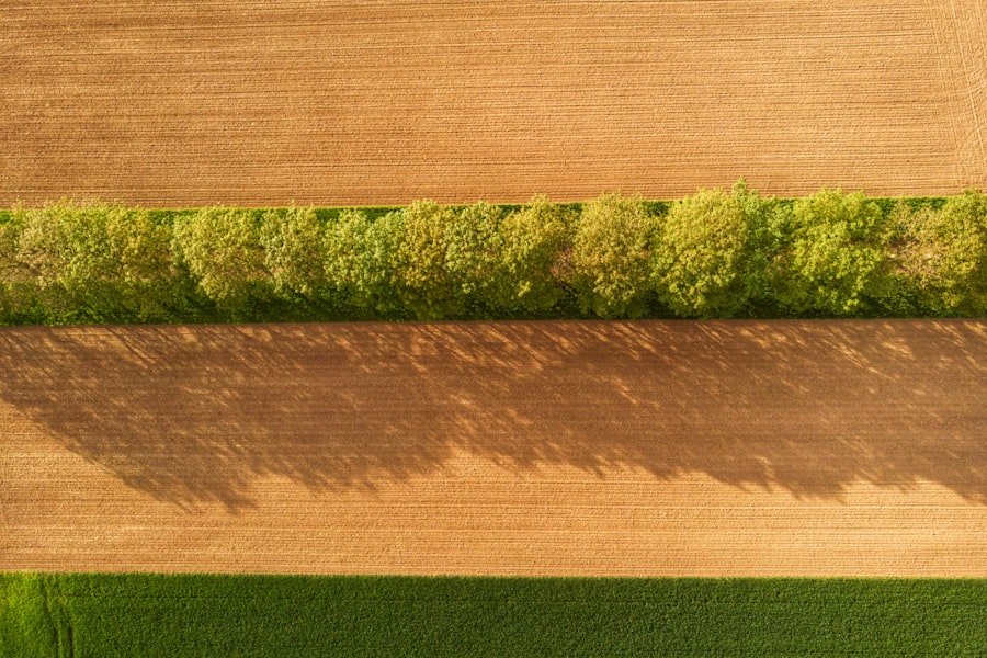 A line of trees separating a ploughed field from a green one