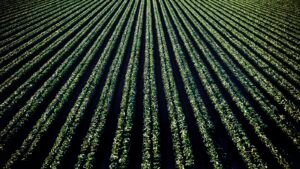 Rows of green crops converging across a dark field