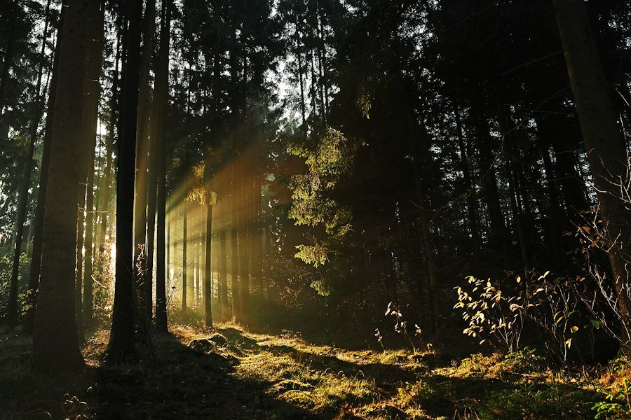 Low sun rays breaking through trees in a quiet forest