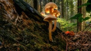 Golden mushrooms growing from a mossy fallen tree in a forest