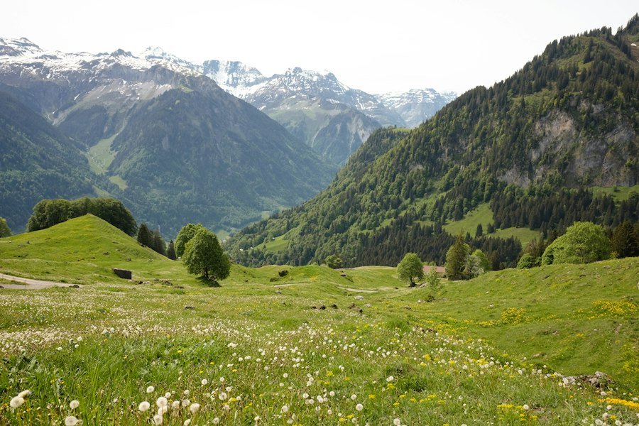 A green mountain meadow with snow-capped peaks in the distance