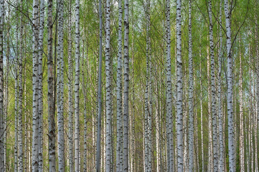 Slender white birch trunks standing close together in a forest