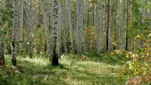 A grove of white birch trees in a green woodland
