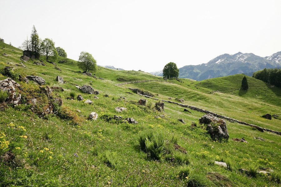 A green hillside meadow with scattered trees and distant mountains