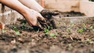 Hands planting young seedlings in a raised garden bed