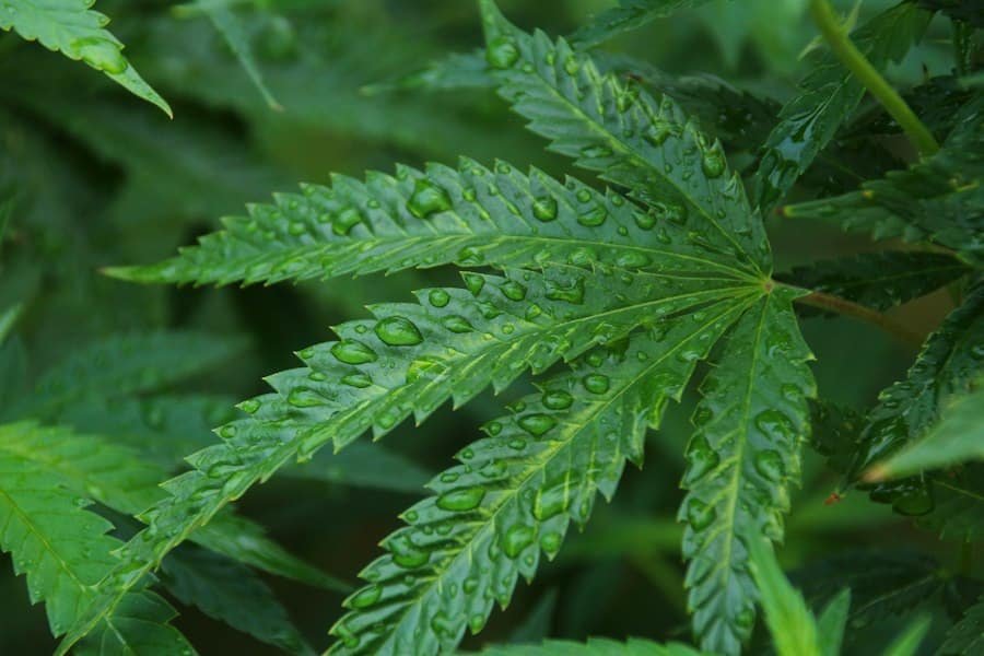 A close view of a green hemp leaf covered in water droplets