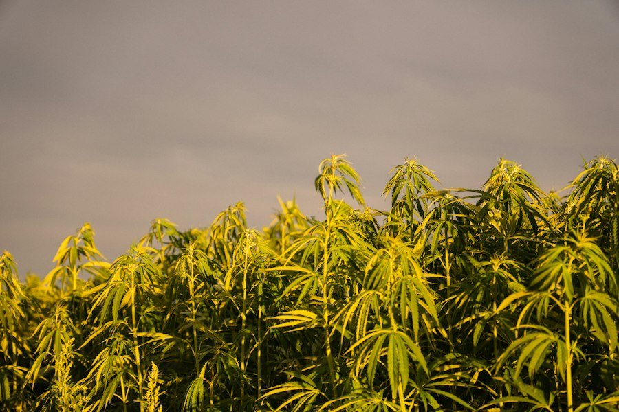 Tall hemp plants growing in a field under a gray sky