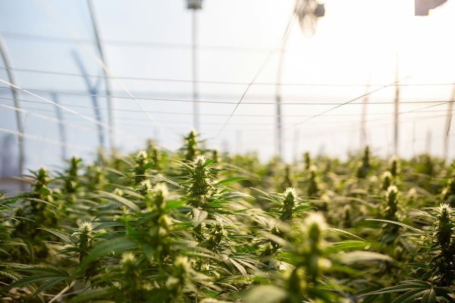 Flowering hemp plants growing in a bright greenhouse