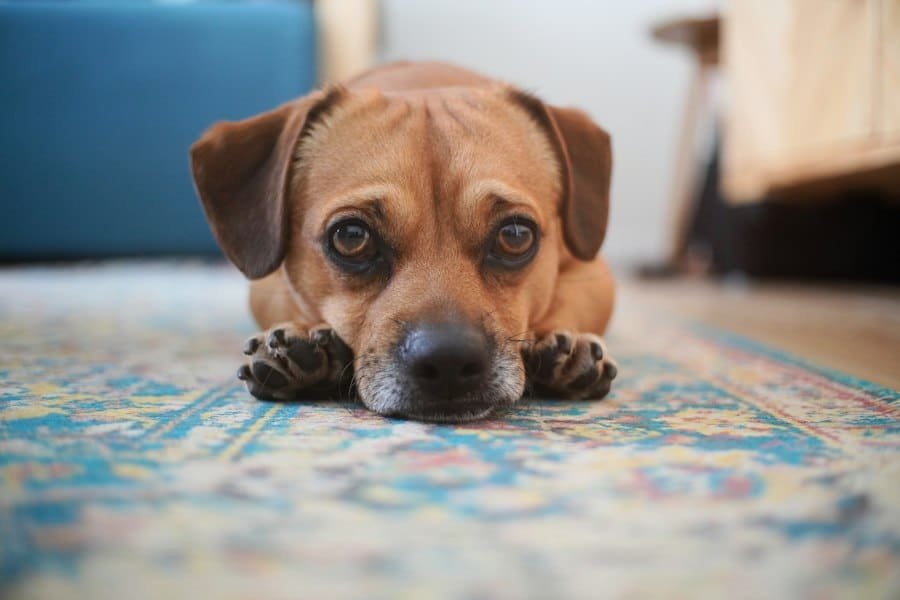 A brown dog lying on a patterned rug looking at the camera