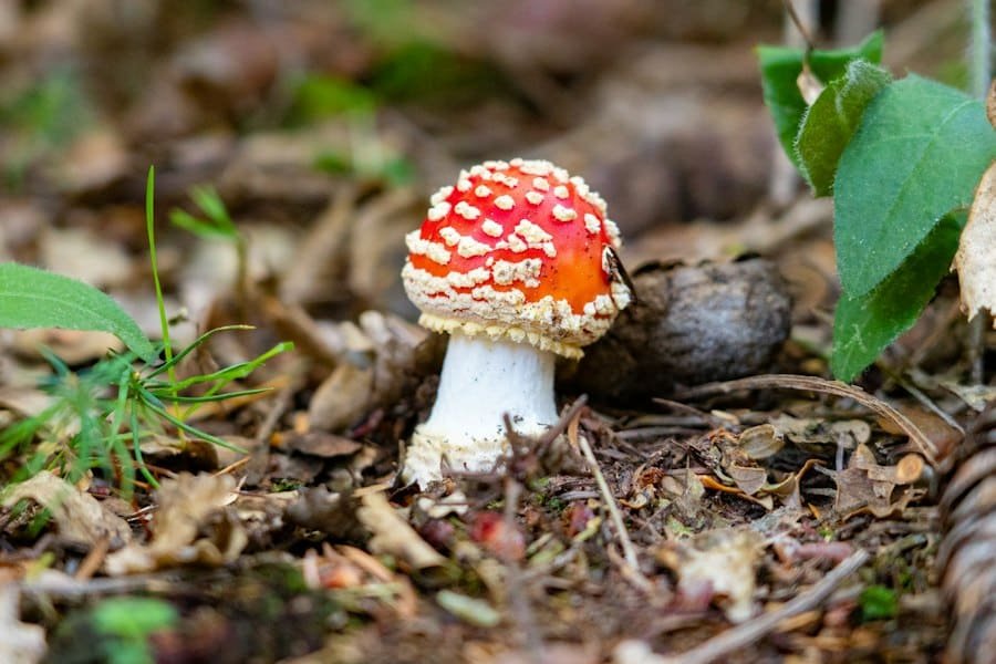 A young fly agaric mushroom with a red cap among fallen leaves