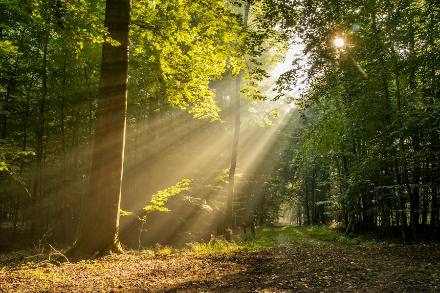 Sunbeams falling through tall trees onto a woodland track