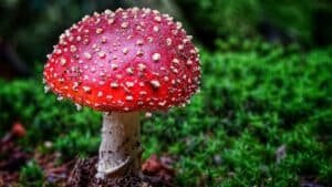 A red Amanita muscaria mushroom with white spots growing in green moss