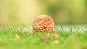 A single Amanita muscaria mushroom growing in short green grass